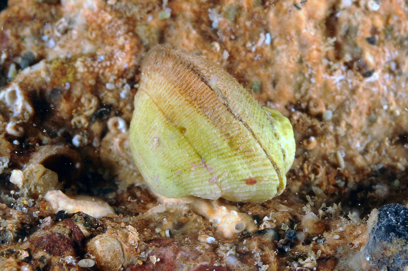 Bivalve